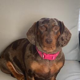 Ellie Mae - Dachshund