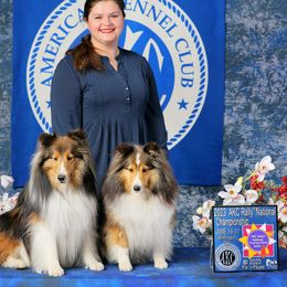Domino - Shetland Sheepdog
