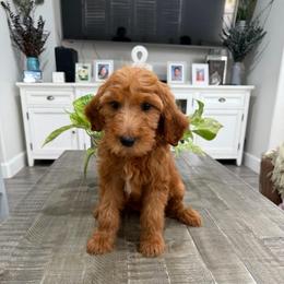 Burgundy - Red  female Goldendoodle puppy in Bakersfield, California from Lavish Doodles