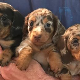 Bulldogs, Dachshunds, French Bulldogs, and Great Danes from Trumans Great Danes