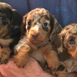 Bulldogs, Dachshunds, French Bulldogs, and Great Danes from Trumans Great Danes
