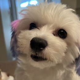Maltese from Lady and the Prince Kennels