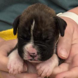 White Boy - Brindle male Boxer puppy in Gainesville, Georgia from RayJen Cajun Boxers