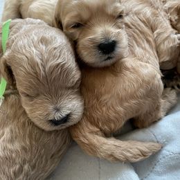 Goldendoodle Puppies from Angel’s Goldendoodle Pups