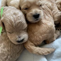 Goldendoodle Puppies from Angel’s Goldendoodle Pups