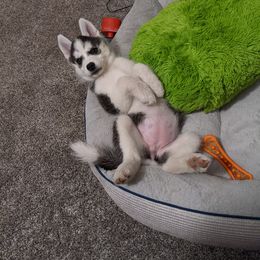 Maltese and Siberian Husky Puppies from Nyx’s Pack