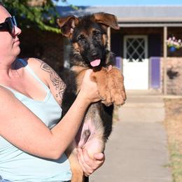 Rider - Black and red male German Shepherd puppy in Azle, Texas from Nuckols-Alsup Canines German Shepherds