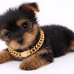 Lolita - Black and tan female Yorkshire Terrier puppy in North Huntington, Pennsylvania from Charz Dollz