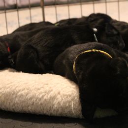 Golden Retriever and Labrador Retriever Puppies from Trenlock Kennels