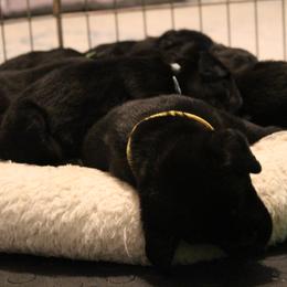 Golden Retriever and Labrador Retriever Puppies from Trenlock Kennels