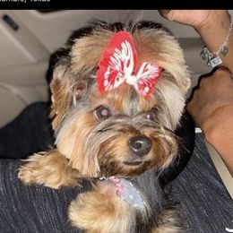 Kali - Yorkshire Terrier