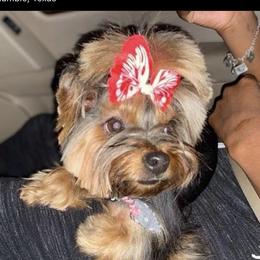 Kali - Yorkshire Terrier