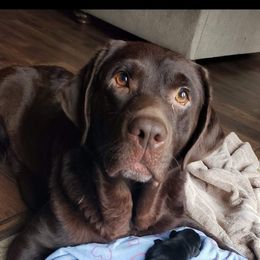 Maddie - Labrador Retriever