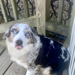 Maybelline - Miniature Australian Shepherd