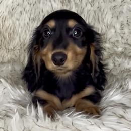 Black and Tan -- Boy - Black and tan male Dachshund puppy in Kalama, Washington from Dazzling Doxies