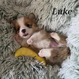 Luke - Red male Pembroke Welsh Corgi puppy in Joplin, Missouri from Feathers & Ferals Farm