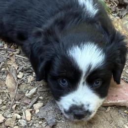 Rocky - Black tri male Toy Australian Shepherd puppy in Fairview, Tennessee from Hoffman Forest Acres LLC
