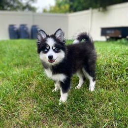 Luffy - Black and white male Pomsky puppy in Campton Hills, Illinois from Urban Miracle’s