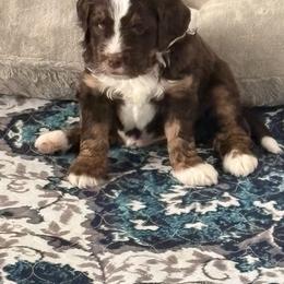 Bernedoodle Puppies from Terri Suchy