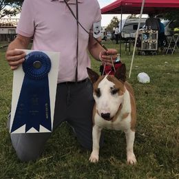 Bull Terriers and Staffordshire Bull Terriers from Courstaff Staffords