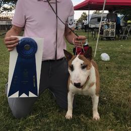 Bull Terriers and Staffordshire Bull Terriers from Courstaff Staffords