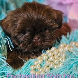 AKC Little KISSES - Liver female Shih Tzu puppy in Dexter, Kentucky from Enchanting Shih tzu