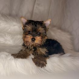 Milo - Black and gold male Yorkshire Terrier puppy in Houston, Texas from York-Chi House
