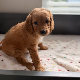 Cavapoo and Goldendoodle Puppies from Dori