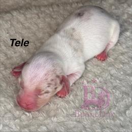 Tele - Dapple female Dachshund puppy in Lexington, Oklahoma from BooneDox Miniature Dachshunds