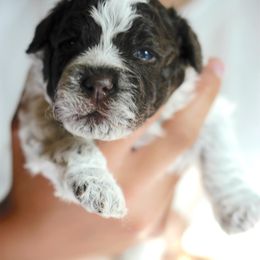 Boy 2 - Brown roan male Lagotto Romagnolo puppy in Arkansas from Skyfall and Morena