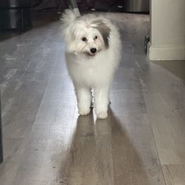 Lola - Black and white female Coton de Tulear puppy in Avery Creek, North Carolina from AVLCOTONLOVE