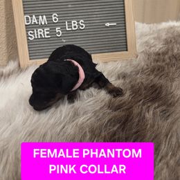 Dollie - Phantom female Poodle puppy in Hesperia, California from Sweetie Pie Poodles