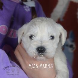 Miss Marple - White female Miniature Schnauzer puppy in Sedalia, Missouri from Farmer Brown's Puppies