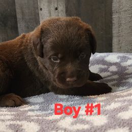 Boy 1 - Chocolate male Labrador Retriever puppy in Dartmouth, Massachusetts from Dolce Amore Labradors