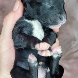 Girl 4 - Assorted Doodle Crosses puppy in Lane County, Oregon from Happy Little Tails