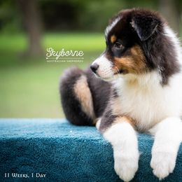 Australian Shepherd Puppies from Skyborne Australian Shepherds