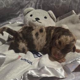 Obi Wan - Brown merle male Aussiedoodle puppy in Cumberland, Rhode Island from W Doodle Crew
