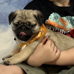 Pug Puppies from Lindsay’s Cenla Pugs!