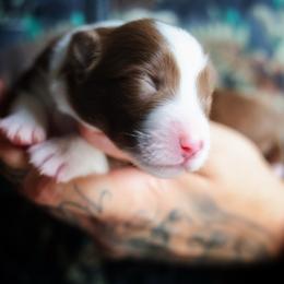 Chai - Red & white male Miniature American Shepherd puppy in Battle Ground, Washington from Casita Miniature American Shepherds