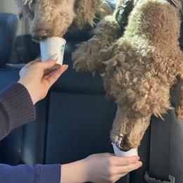 German Shorthaired Pointer and Goldendoodle All Grown Up from Leppards Kennel