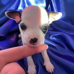 Comet - Black and white male Chihuahua puppy in Framingham, Massachusetts from Boston Chi Chis