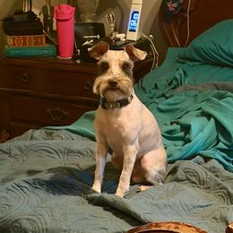 Chip - Miniature Schnauzer