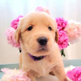 Purple collar - Golden female Golden Retriever puppy in Sandy, Utah from Golden Meadows of Utah