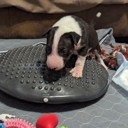 Bull Terrier Puppies from Bulls On Parade