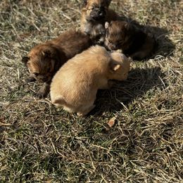 Pomeranian Puppies from Brandi’s Pomeranian Pups