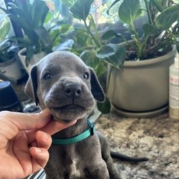 Teal - Blue female Great Dane puppy in Plano, Texas from Blue Thunder Danes