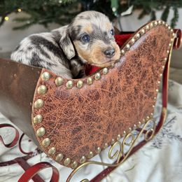 Peppermint - Dapple male Dachshund puppy in Kissimmee, Florida from Mini Doxie Cuties