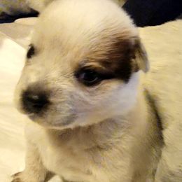 Australian Cattle Dog Puppies from Miller Australian Cattle Dogs