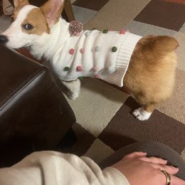 American Corgi and Pembroke Welsh Corgi Puppies from Beebe’s Corgis