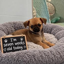 Rocky - Black sabled fawn male Chihuahua puppy in Leesburg, Florida from Mystic Angels Chihuahuas